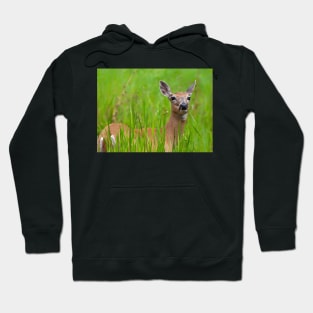 Doe in tall grass Hoodie